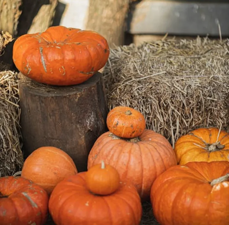 We grow fresh, organic produce using clean methods that protect nature, healthy food.