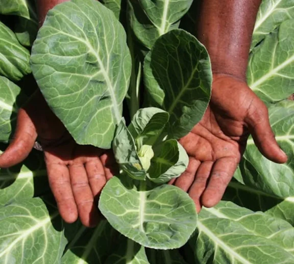 We grow fresh, organic produce using clean methods that protect nature, healthy food.