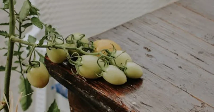 We grow fresh, organic produce using clean methods that protect nature, healthy food.